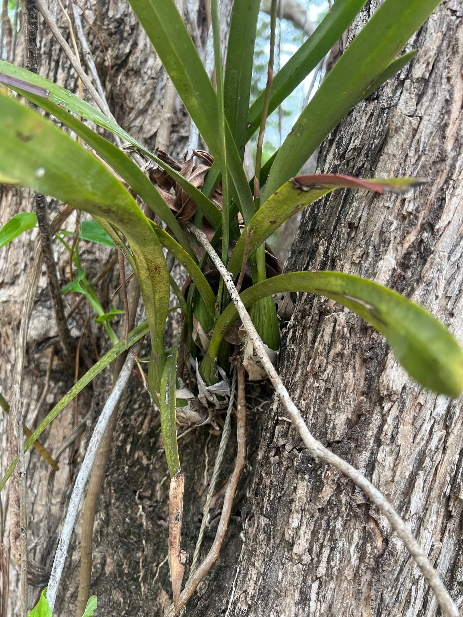 Encyclia guatemalensis